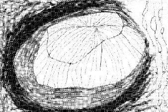 Johanna Helbling-Felix